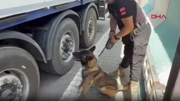 Siirt'te bir tırda 170 kilo esrar ele geçirildi. 1 kişi tutuklandı