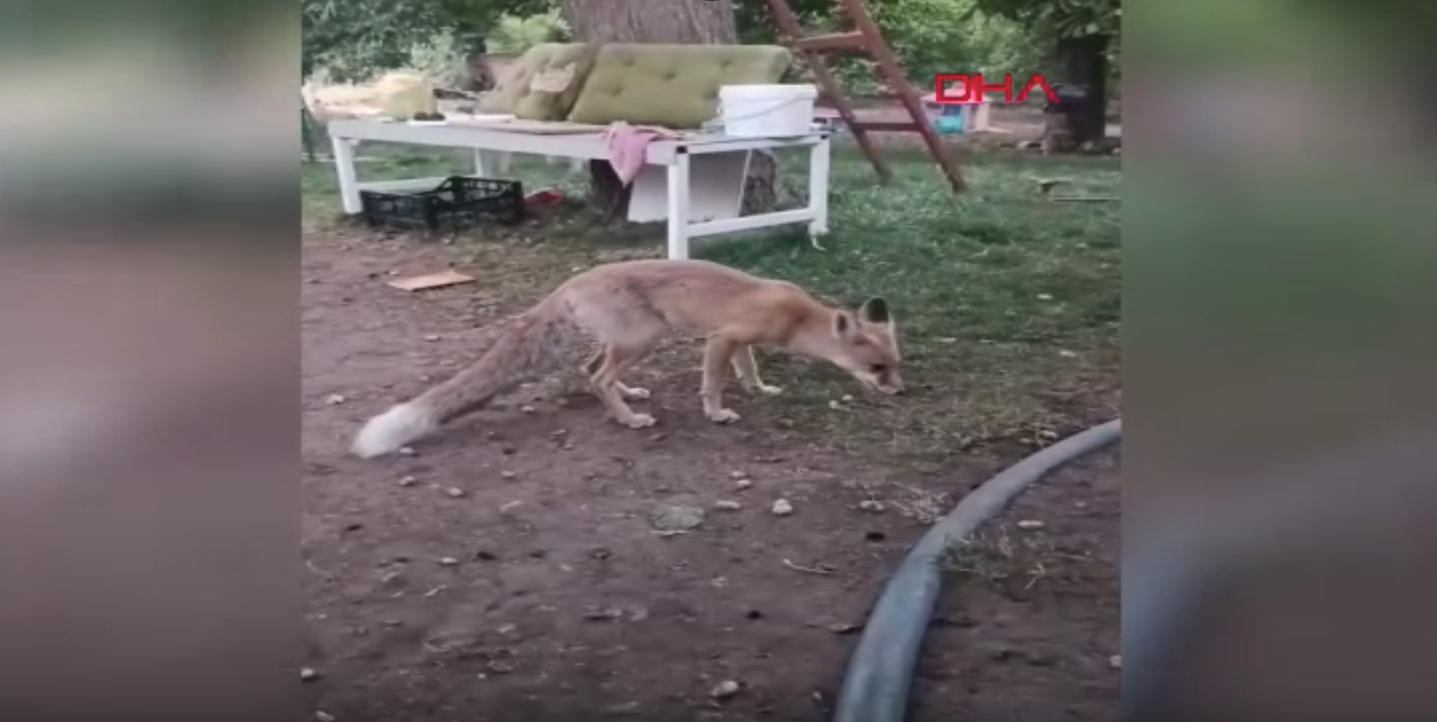 Tavuğunu yiyen tilkiyi azarladı. "Utanmıyor musun?"