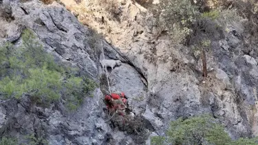 Muğla'da kayalıkta mahsur kalan keçiler kurtarıldı