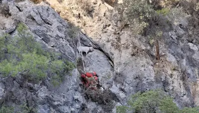 Muğla'da kayalıkta mahsur kalan keçiler kurtarıldı