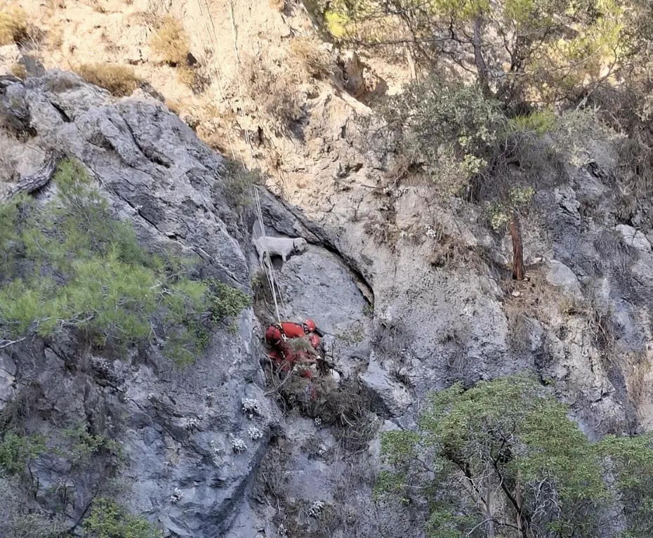 Muğla'da kayalıkta mahsur kalan keçiler kurtarıldı