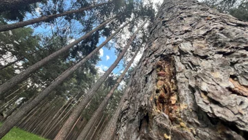 Türkiye Finlandiya'dan ithal ediyordu, artık Erzurum'daki ağaçlardan üretilecek. Diş macununda bile var