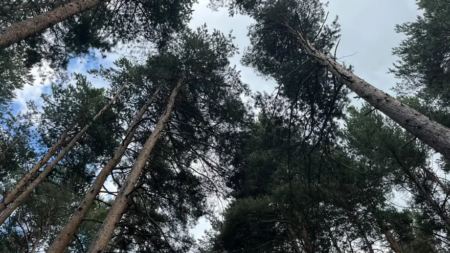 Türkiye Finlandiya'dan ithal ediyordu, artık Erzurum'daki ağaçlardan üretilecek. Diş macununda bile var 1