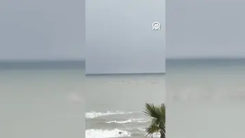 Sakarya'nın Karadeniz sahilinde flamingolar görüntülendi