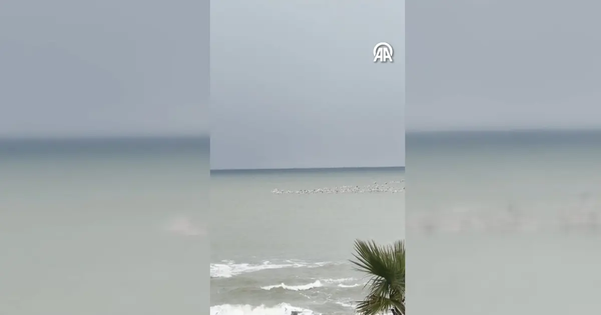 Sakarya'nın Karadeniz sahilinde flamingolar görüntülendi