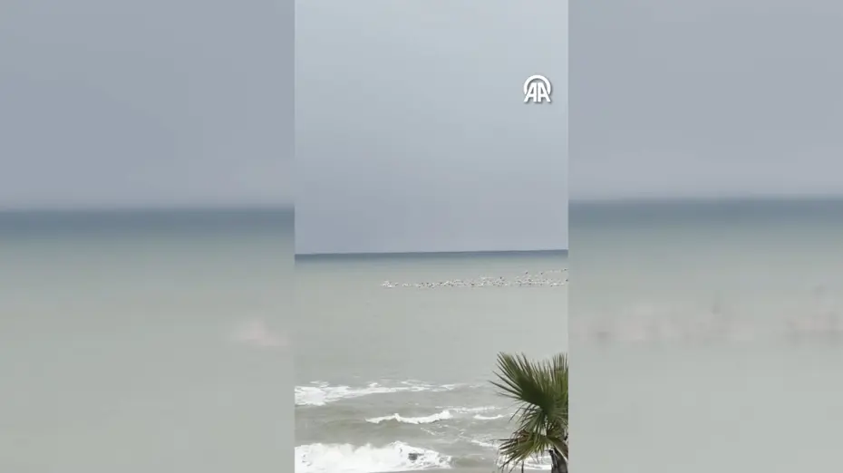 Sakarya'nın Karadeniz sahilinde flamingolar görüntülendi