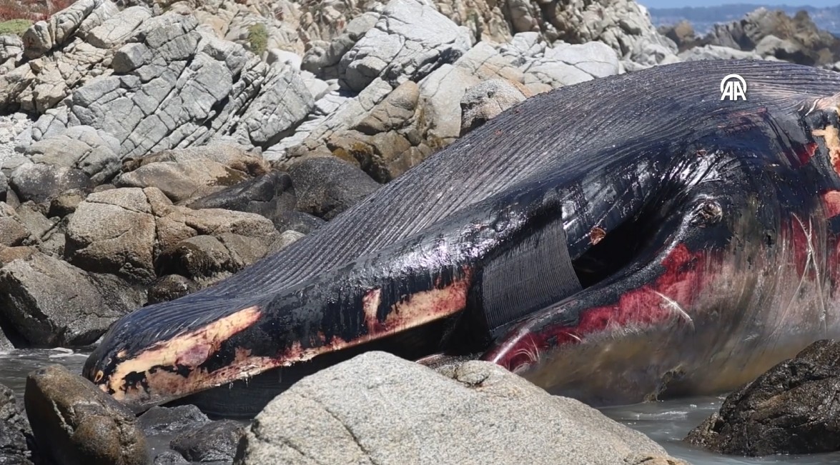 Nesli tükenme tehlikesindeydi... Dev balina ölüsü karaya vurdu