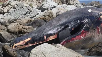 Nesli tükenme tehlikesindeydi... Dev balina ölüsü karaya vurdu