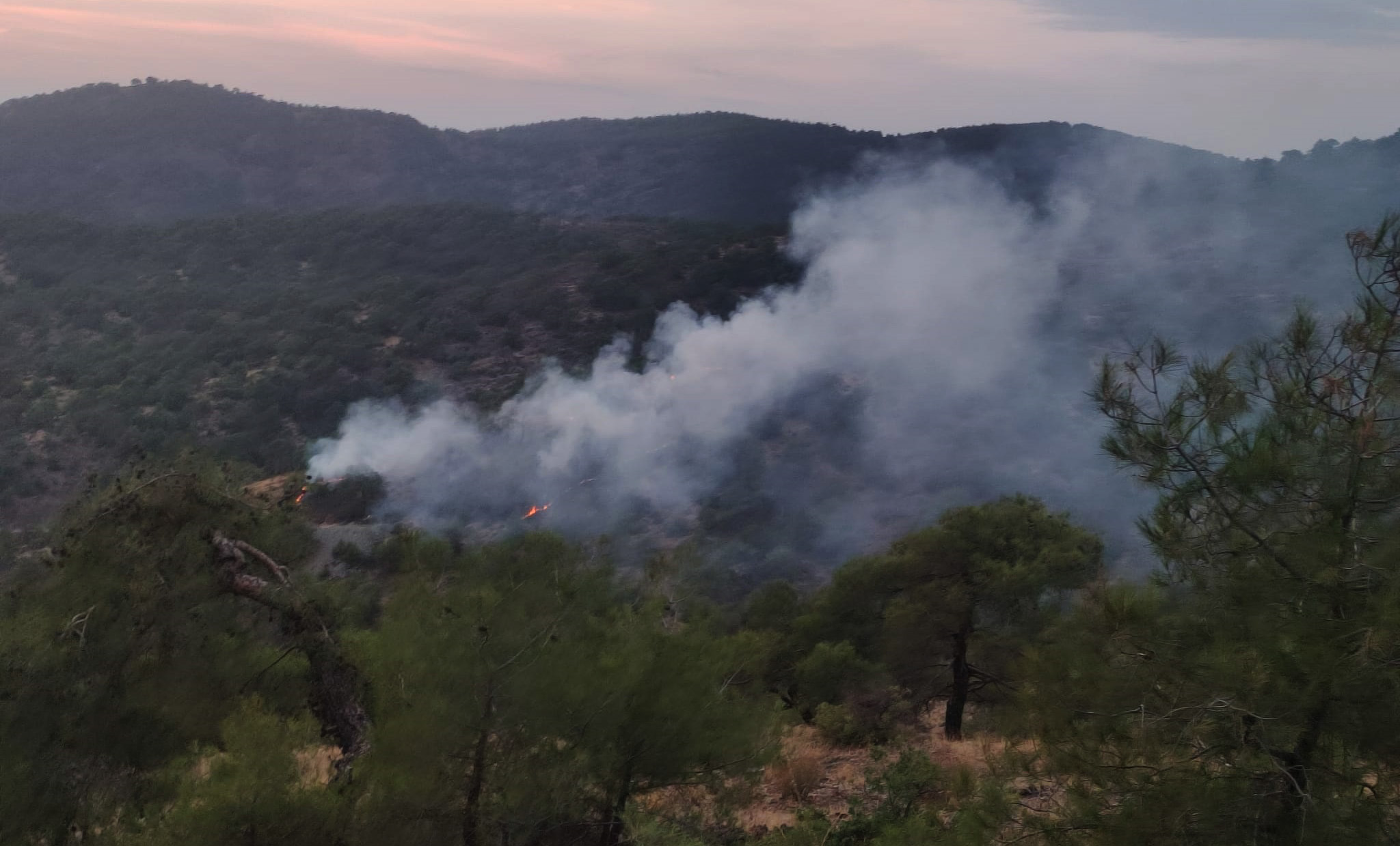 Gaziantep'te orman yangını: 4 dönüm alan zarar gördü