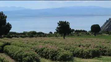Göller Diyarı'nda hasat başladı. Türkiye'den dünyaya satılıyor, ilaç devleri sıraya giriyor
