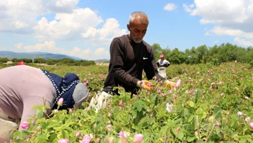 Isparta'da hasat seher vakti başlıyor. "Kilo başına 34 TL alıyoruz"