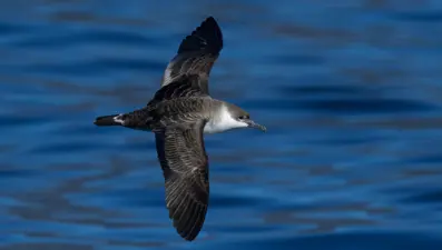 Türkiye’de ilk kez görüntülendi. Güney Okyanusu'ndan Hatay'a kadar geldi