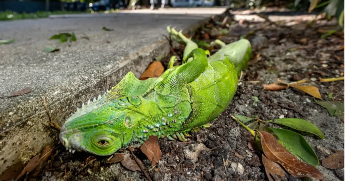 Patır patır düştüler. Gökten iguana yağdı. 1000 tanesi yerden toplandı