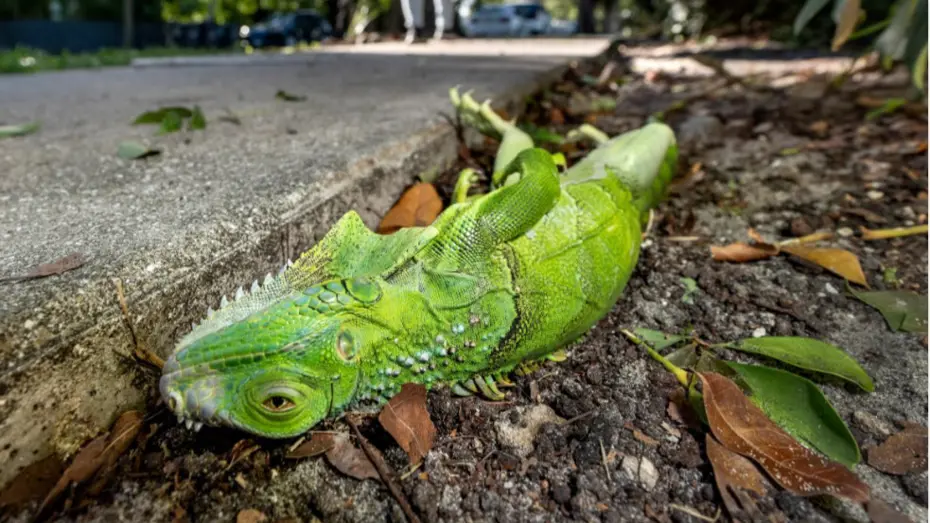 Patır patır düştüler. Gökten iguana yağdı. 1000 tanesi yerden toplandı