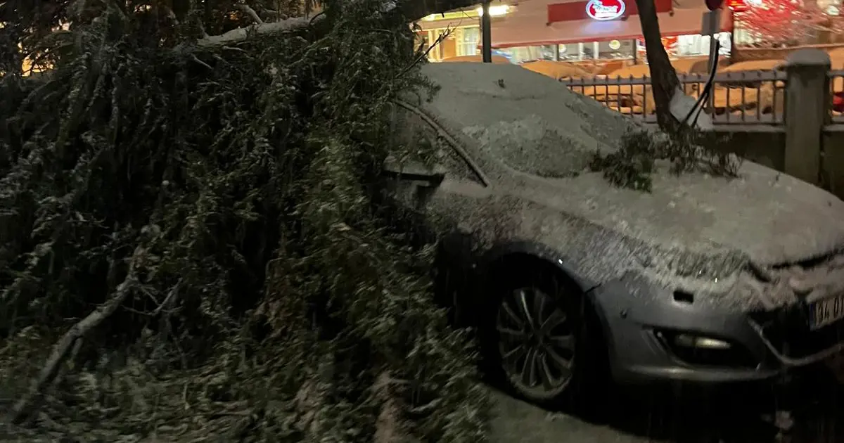 Bolu'da acil servis önündeki ağaç devrildi