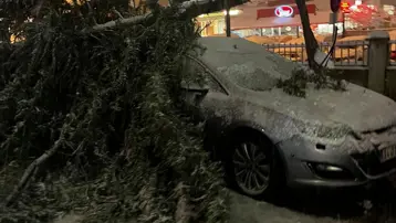 Bolu'da acil servis önündeki ağaç devrildi