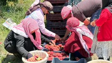 Bahçede 15 TL, pazarda 60 TL'den alıcı buluyor. Hasat devam ediyor, rekolte 20 tona kadar geriledi