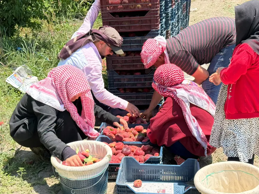 Bahçede 15 TL, pazarda 60 TL'den alıcı buluyor. Hasat devam ediyor, rekolte 20 tona kadar geriledi 
