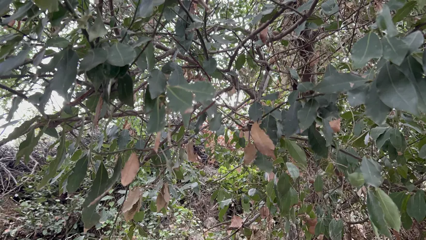Ormanda kendiliğinden yetişiyor, litresi bin lira: Geçen yıl 400 liraydı 3