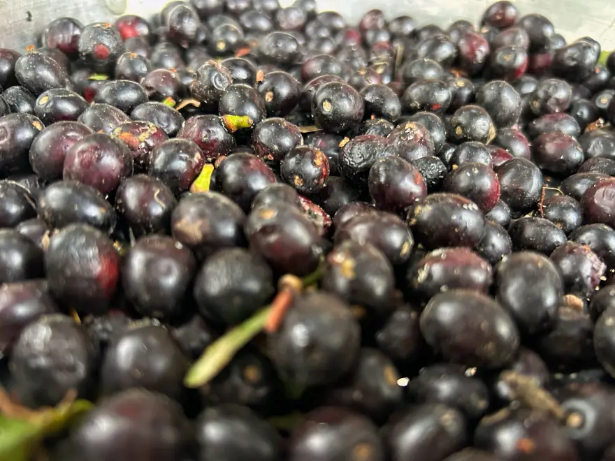 "DOĞAL BİR ANTİSEPTİK" 2