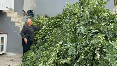 Yüzlerce ailenin geçim kaynağı: Sabun ve şampuan yapımında kullanılıyor