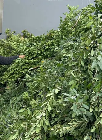 Yüzlerce ailenin geçim kaynağı: Sabun yapımında kullanılıyor