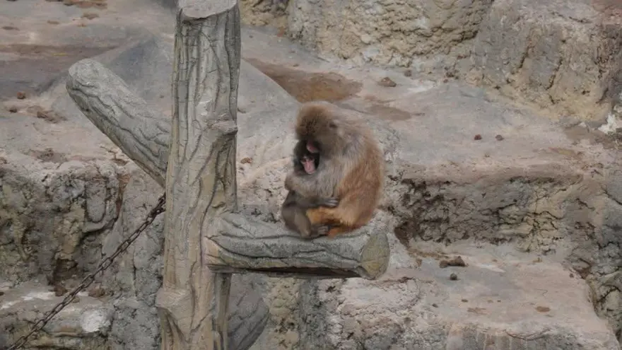 BAŞKA BİR MAYMUN SAHİP ÇIKTI 3