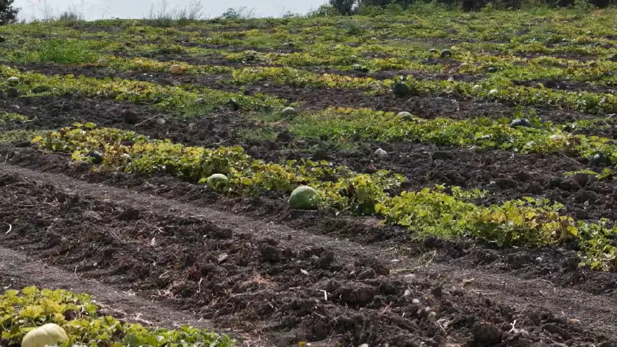 SERT KABUĞUNUN ALTINDA YÜKSEK AROMALI LEZZET
1 SERT KABUĞUNUN ALTINDA YÜKSEK AROMALI LEZZET
1