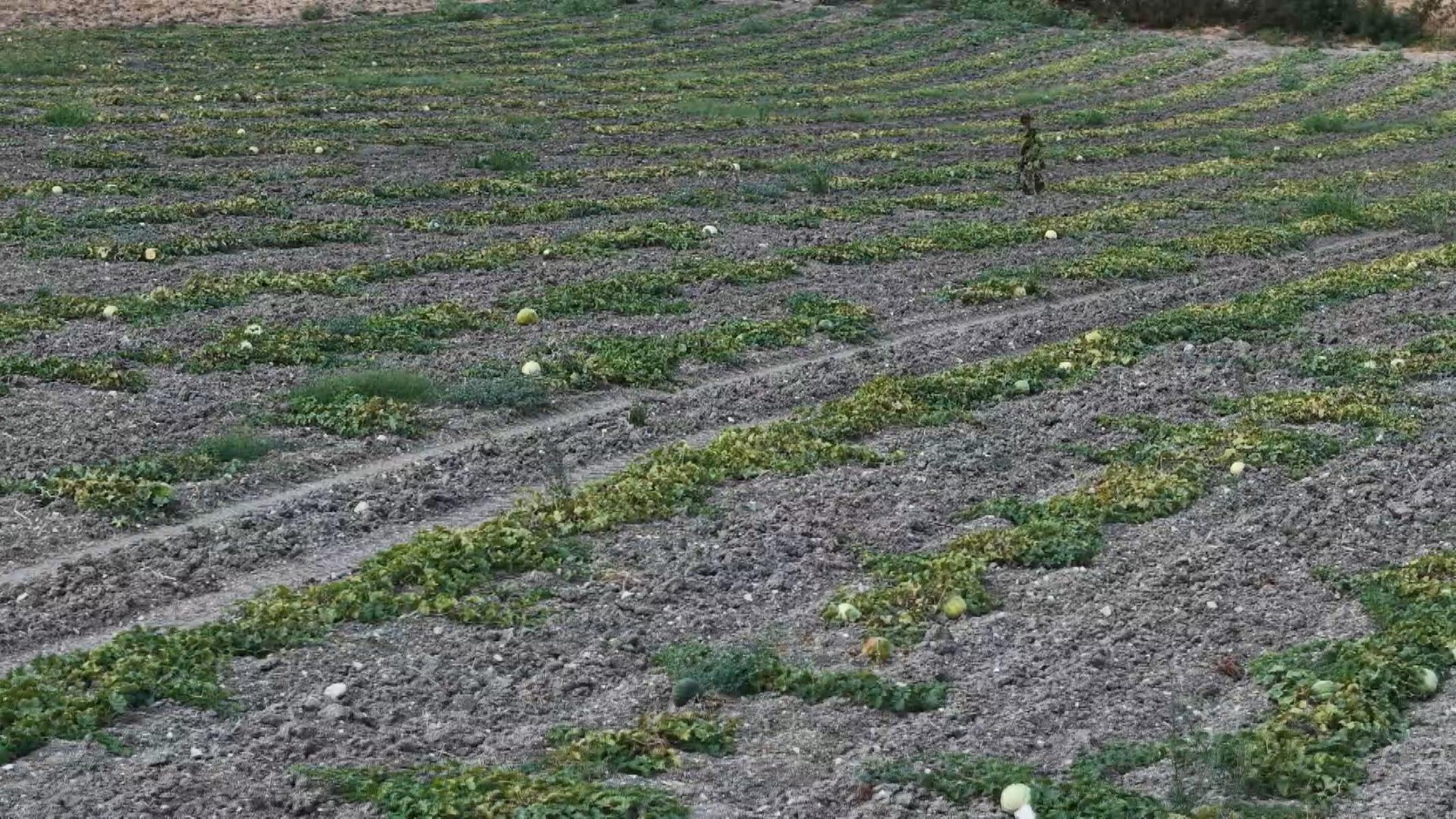 Halk arasında "hırsız almaz" diyorlar. Dışarıdan albenisi yok, içi tatlı