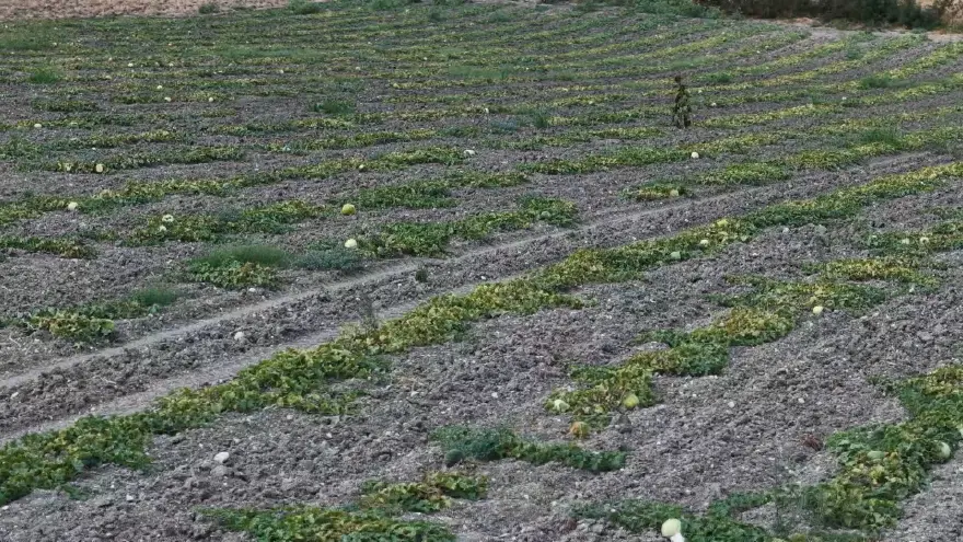 Halk arasında "hırsız almaz" diyorlar. Dışarıdan albenisi yok, içi tatlı Halk arasında "hırsız almaz" diyorlar. Dışarıdan albenisi yok, içi tatlı