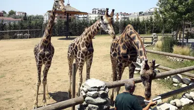 Darıca Hayvanat Bahçesi kapatıldı