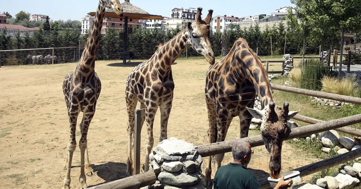 Darıca Hayvanat Bahçesi kapatıldı