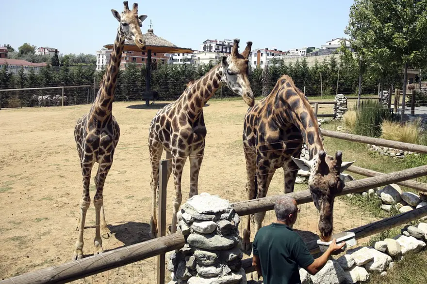 Darıca Hayvanat Bahçesi kapatıldı 