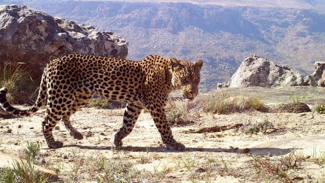 Elektrik direğine tırmanan leopar akıma kapılarak öldü