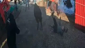 İpinden kurtulan boğa etrafındakilere saldırdı