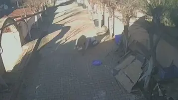 İstanbul'da koç dehşeti. Kuzuyken aldı, büyüyünce kaburgalarını kırdı