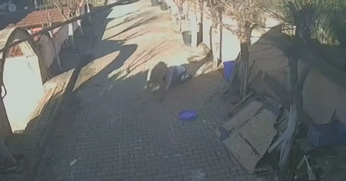 İstanbul'da koç dehşeti. Kuzuyken aldı, büyüyünce kaburgalarını kırdı