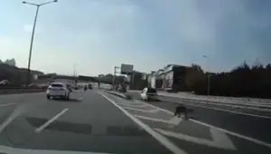 Son anda sapağa girmek isterken kazaya neden oldu