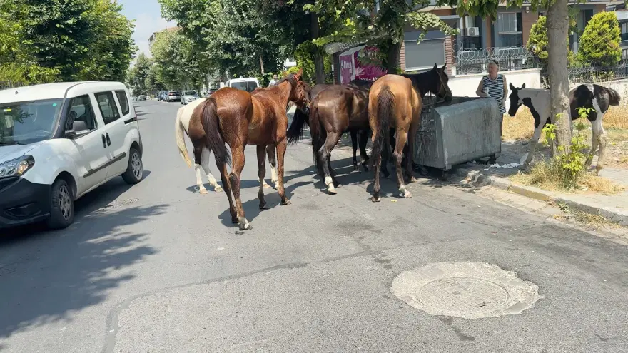 "SÜRÜCÜ ADAYLARI İÇİN TEHLİKE OLUŞTURUYORLAR" 1