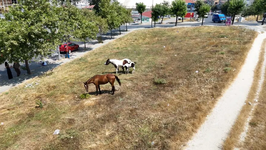 "ÇÖPLERİ DAĞITIYORLAR" 2
