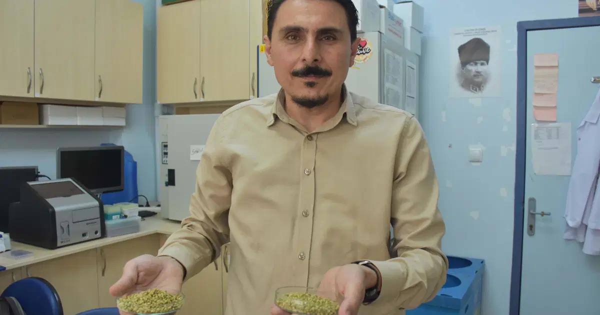 İzmir kekiği için ''reçeteyle satılsın'' çağrısı. ''Antibiyotik direnci geliştirebilir''
