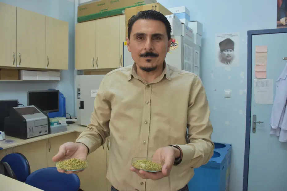 İzmir kekiği için ''reçeteyle satılsın'' çağrısı. ''Antibiyotik direnci geliştirebilir''