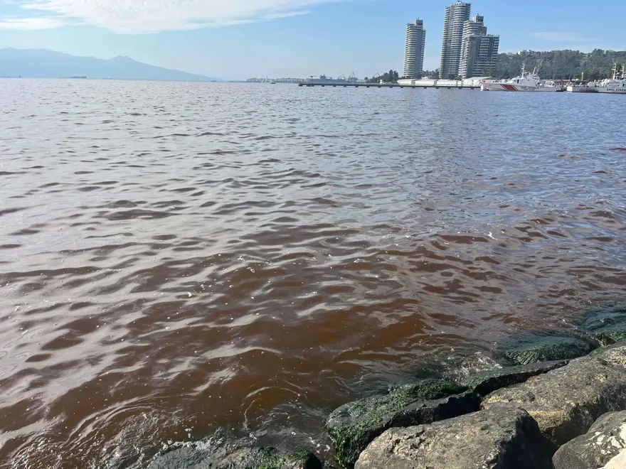 İzmir Körfezi'nde plankton patlaması. Deniz kahverengiye döndü 3 İzmir Körfezi'nde plankton patlaması. Deniz kahverengiye döndü 3