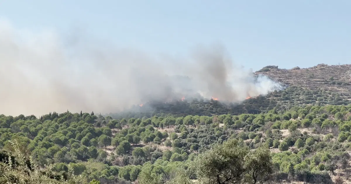 İzmir'de orman yangını: Ekipler müdahale ediyor
