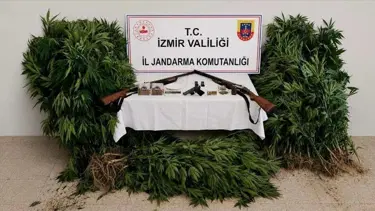 İzmir'de ormanda kenevir yetiştiren şüpheli tutuklandı
