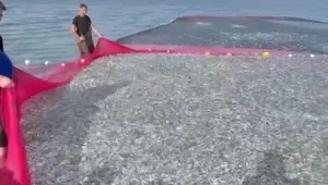 Tek seferde en büyük av: 21 ton balık geldi