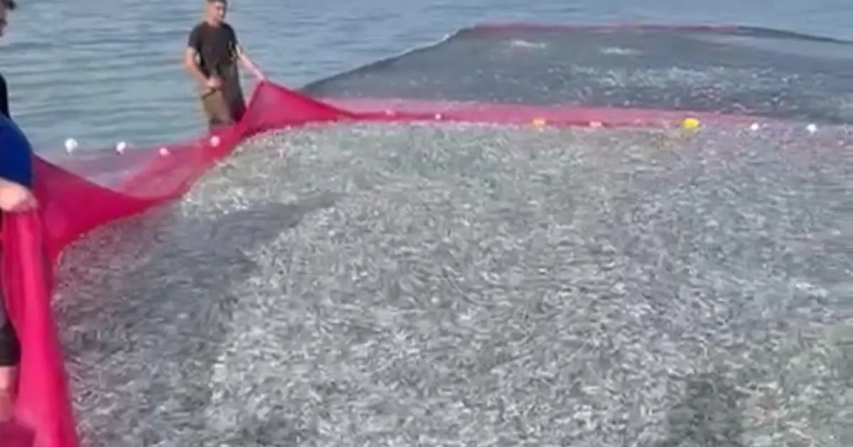 Tek seferde en büyük av: 21 ton balık geldi