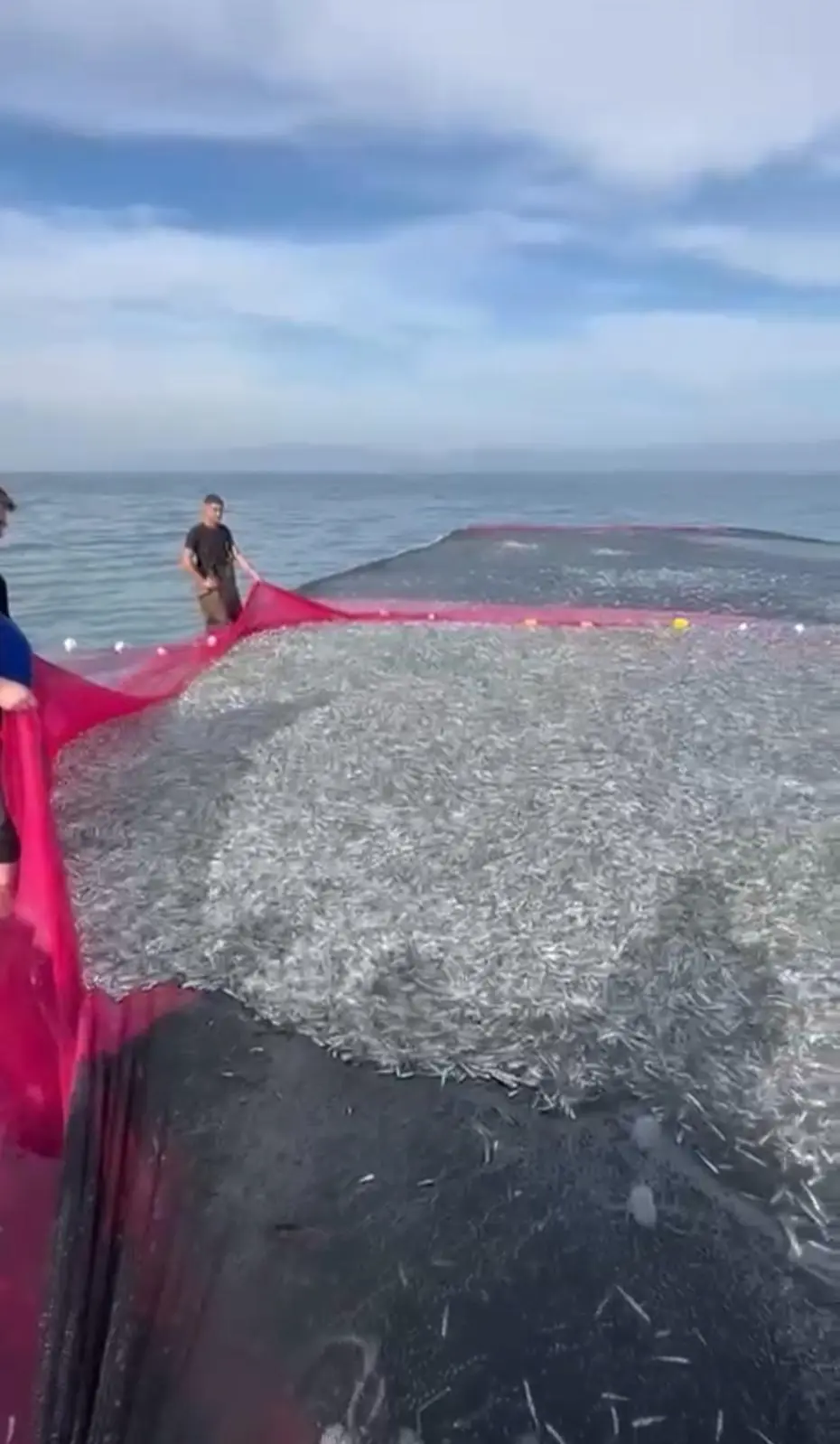 Tek seferde en büyük av: 21 ton balık geldi