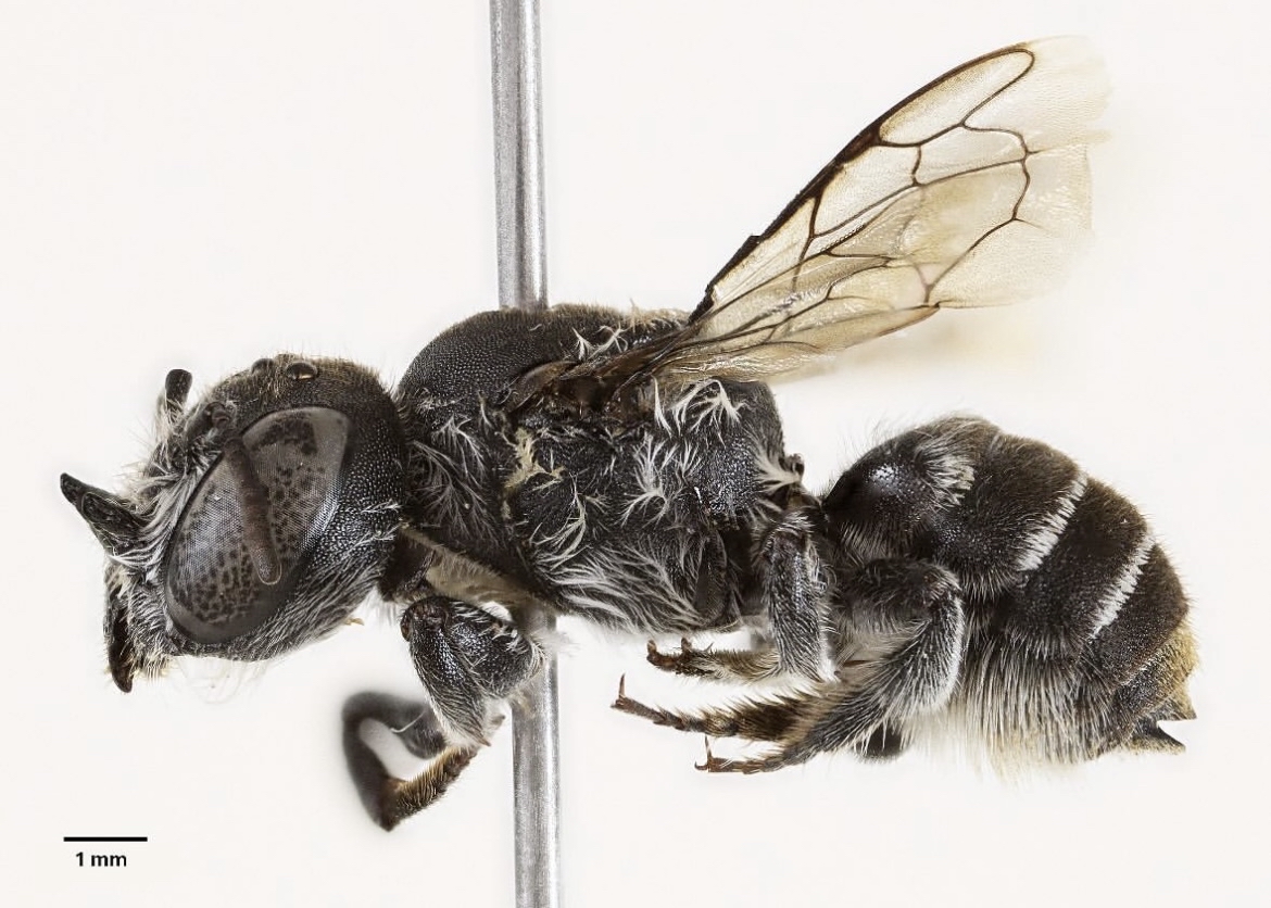 Doğanın şeytanı: "Boynuzlu Lucifer" arısı keşfedildi