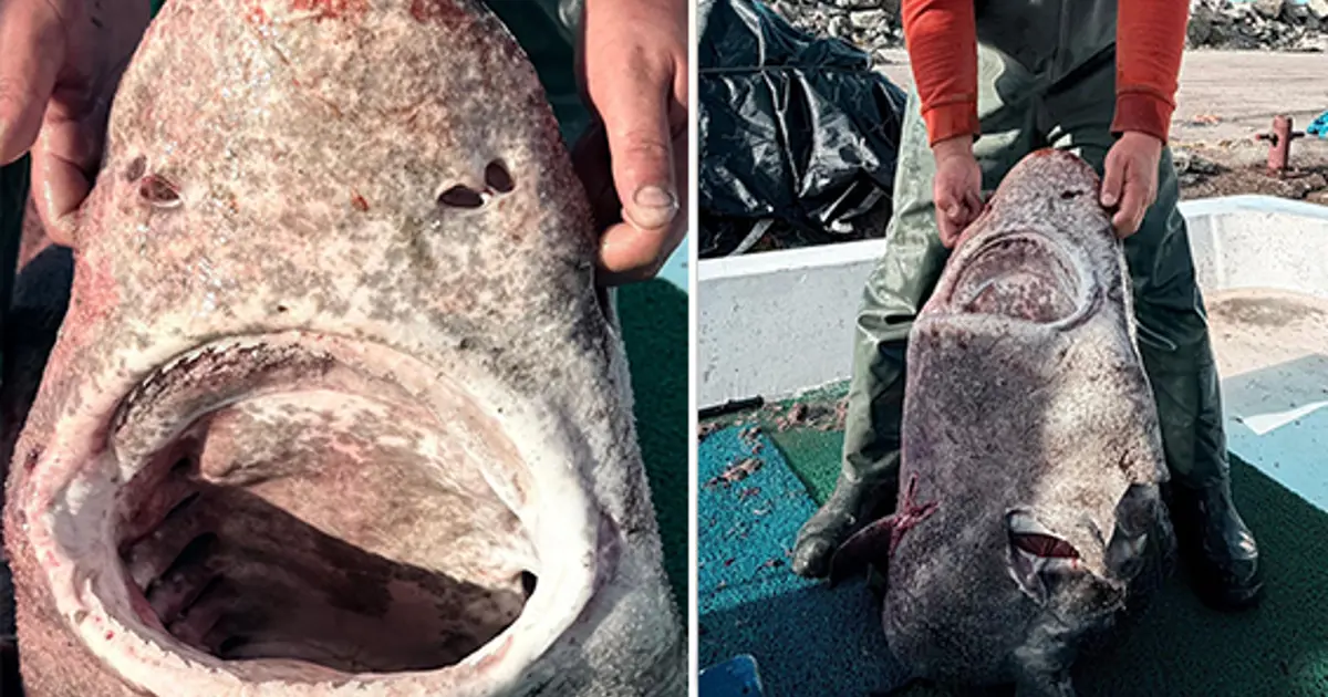 Yalova açıklarında 4 metrelik köpek balığı ağlara takıldı